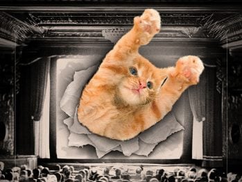 Cat Video Fest 2025